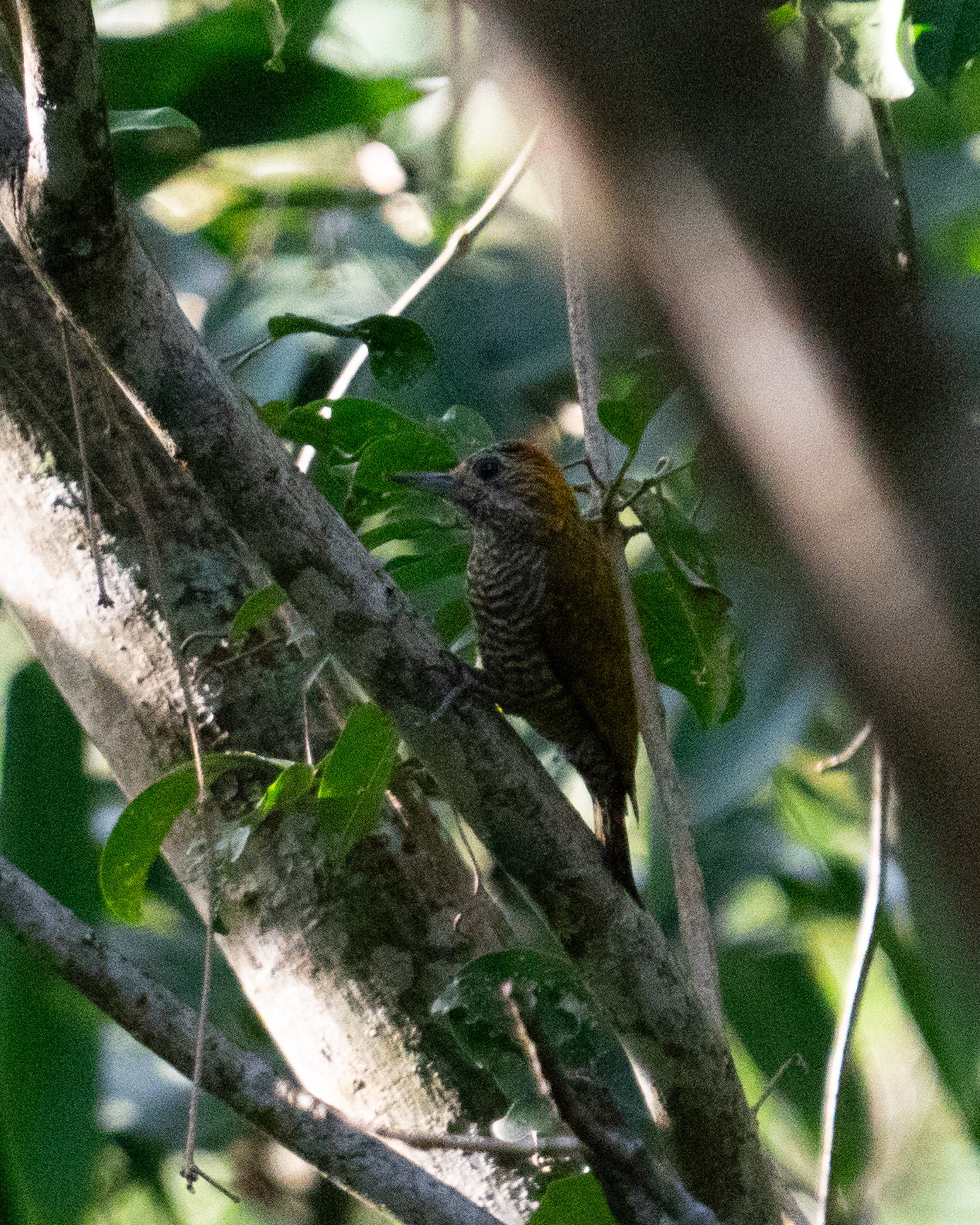 Yellow-eared Woodpecker (Veniliornis maculifrons), photo 5