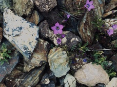 Gilia cana