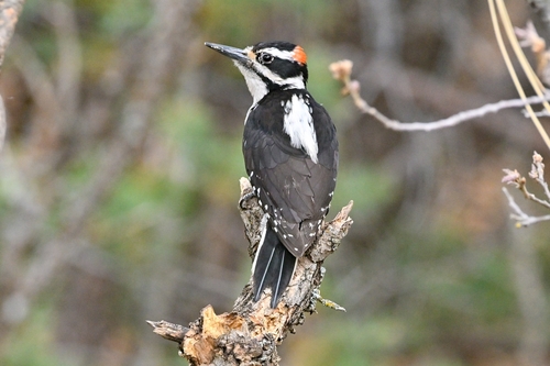 Hairy Woodpecker observed by tomkennedy