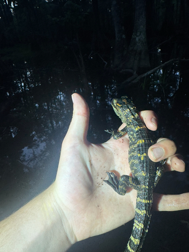 American Alligator observed by danielmhsu