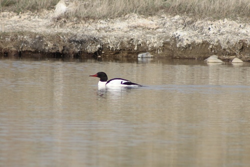 Common Merganser observed by danilajeunesse