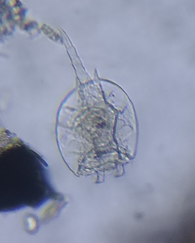 Platyias quadricornis