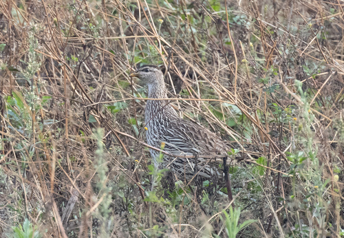 Double-spurred Spurfowl (Pternistis bicalcaratus), photo 6