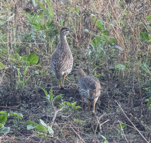 iNaturalist image