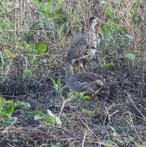 Double-spurred Spurfowl (Pternistis bicalcaratus), photo 5
