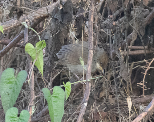 Chubb's Cisticola (Cisticola chubbi), photo 7