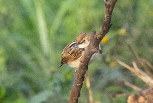 Pectoral-patch Cisticola (Cisticola brunnescens), photo 3
