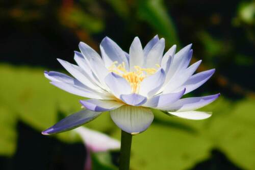Nymphaea violacea, photograph 4