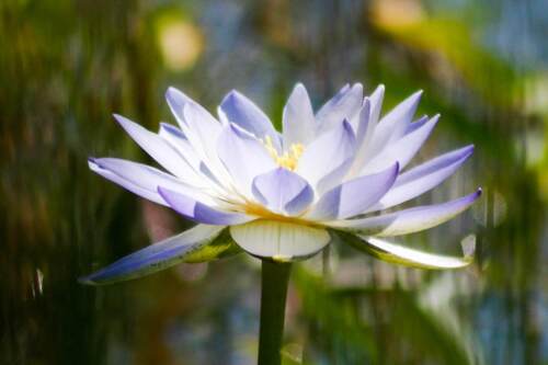 Nymphaea violacea, photograph 5