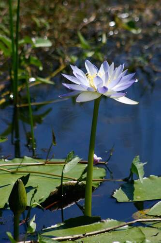 Nymphaea violacea, photograph 6