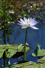 Nymphaea violacea, photograph (c) Cody Hinchliff, some rights reserved (CC BY)