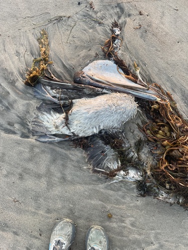 Brown Pelican observed by leilaakh