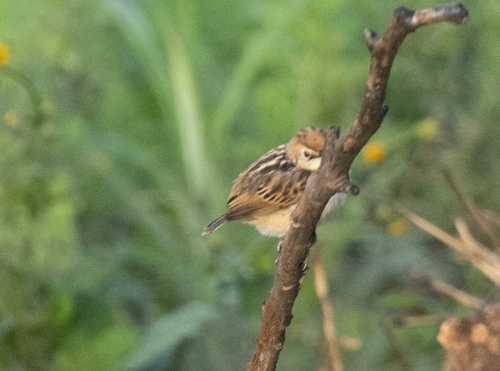 Pectoral-patch Cisticola (Cisticola brunnescens), photo 4