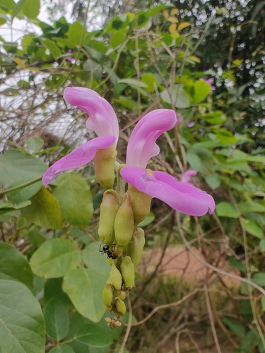 Canavalia cathartica, photograph 1