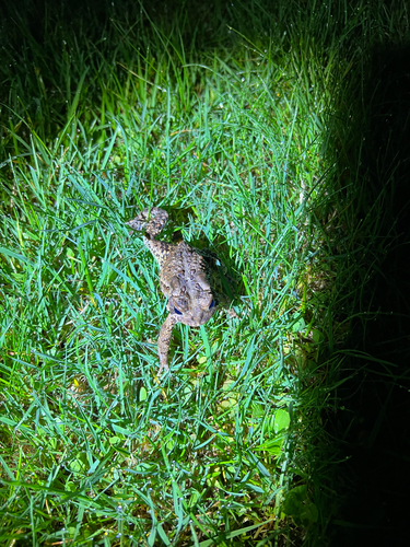 American Toad observed by rellihttocs