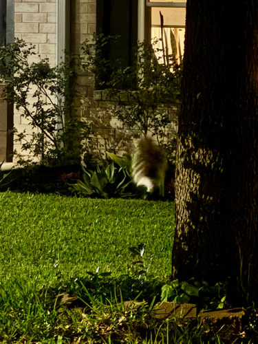 Striped Skunk observed by steven_bach