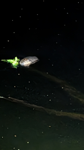 animal observation 2
