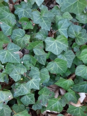 Hedera helix