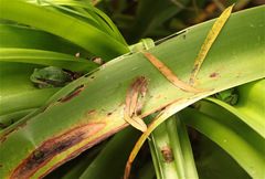 Gastrotheca cuencana