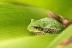 Gastrotheca cuencana