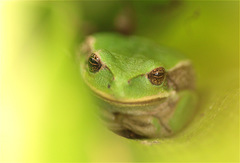 Gastrotheca cuencana
