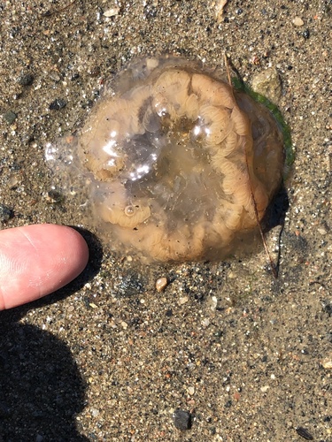 Atlantic Lion's Mane Jelly photographed in New York