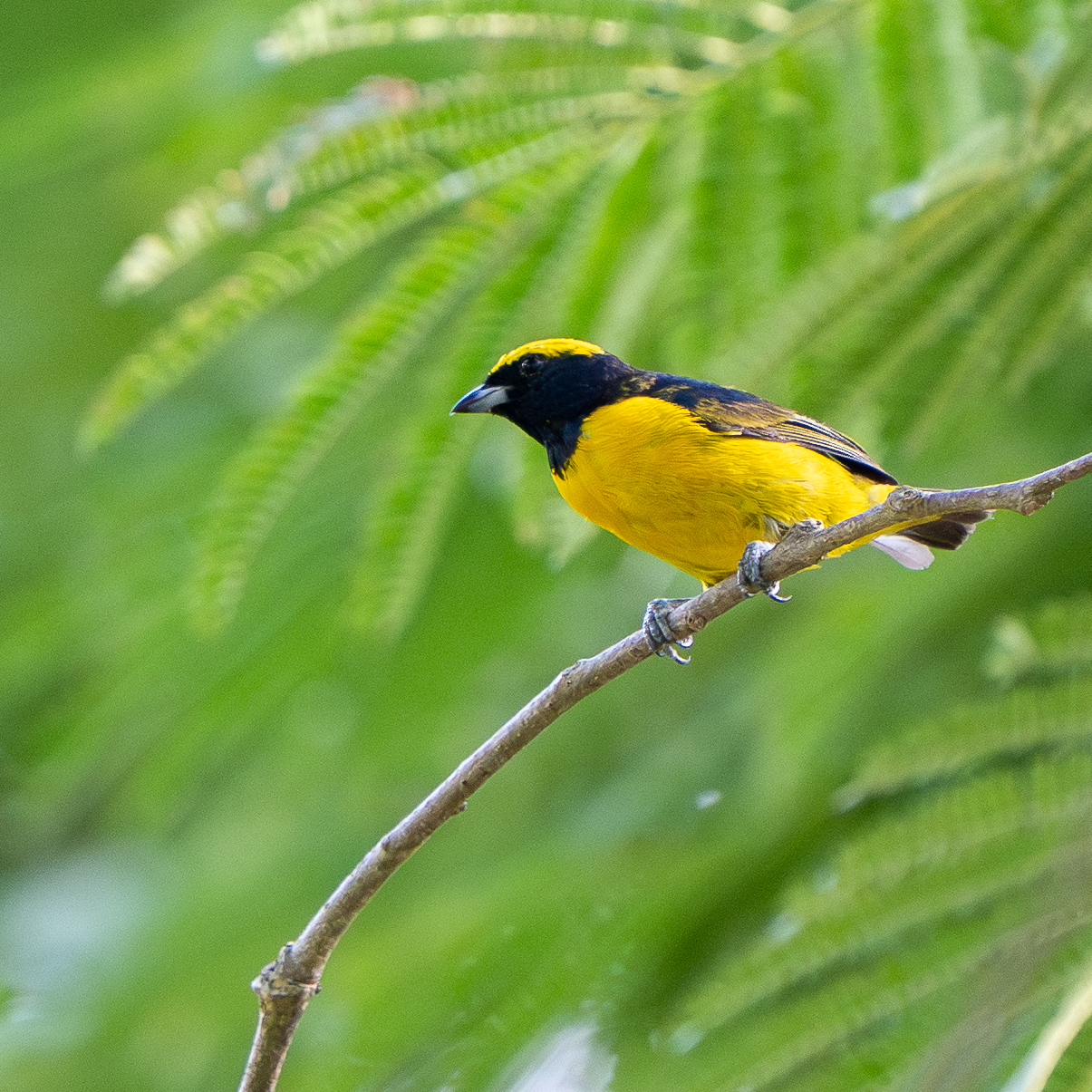 Yellow-crowned Euphonia (Euphonia luteicapilla), photo 5