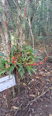 Vriesea vagans
