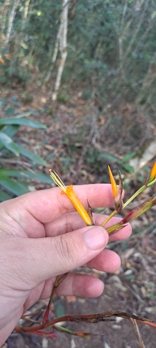 Vriesea vagans, photograph 2