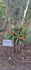 Vriesea vagans, photograph (c) Marcio Santos Ferreira, some rights reserved (CC BY)