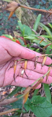 Vriesea vagans, photograph 4