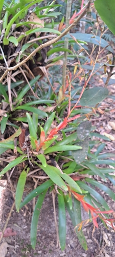 Vriesea vagans, photograph 5