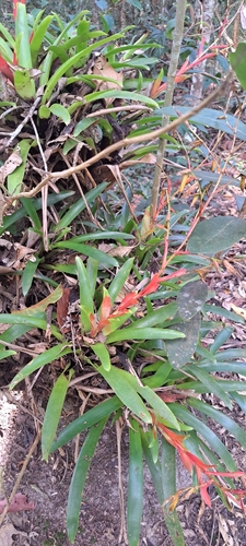 Vriesea vagans, photograph 6
