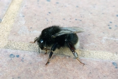 Bombus terrestris canariensis