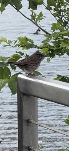 Song Sparrow observed by benicetobugs