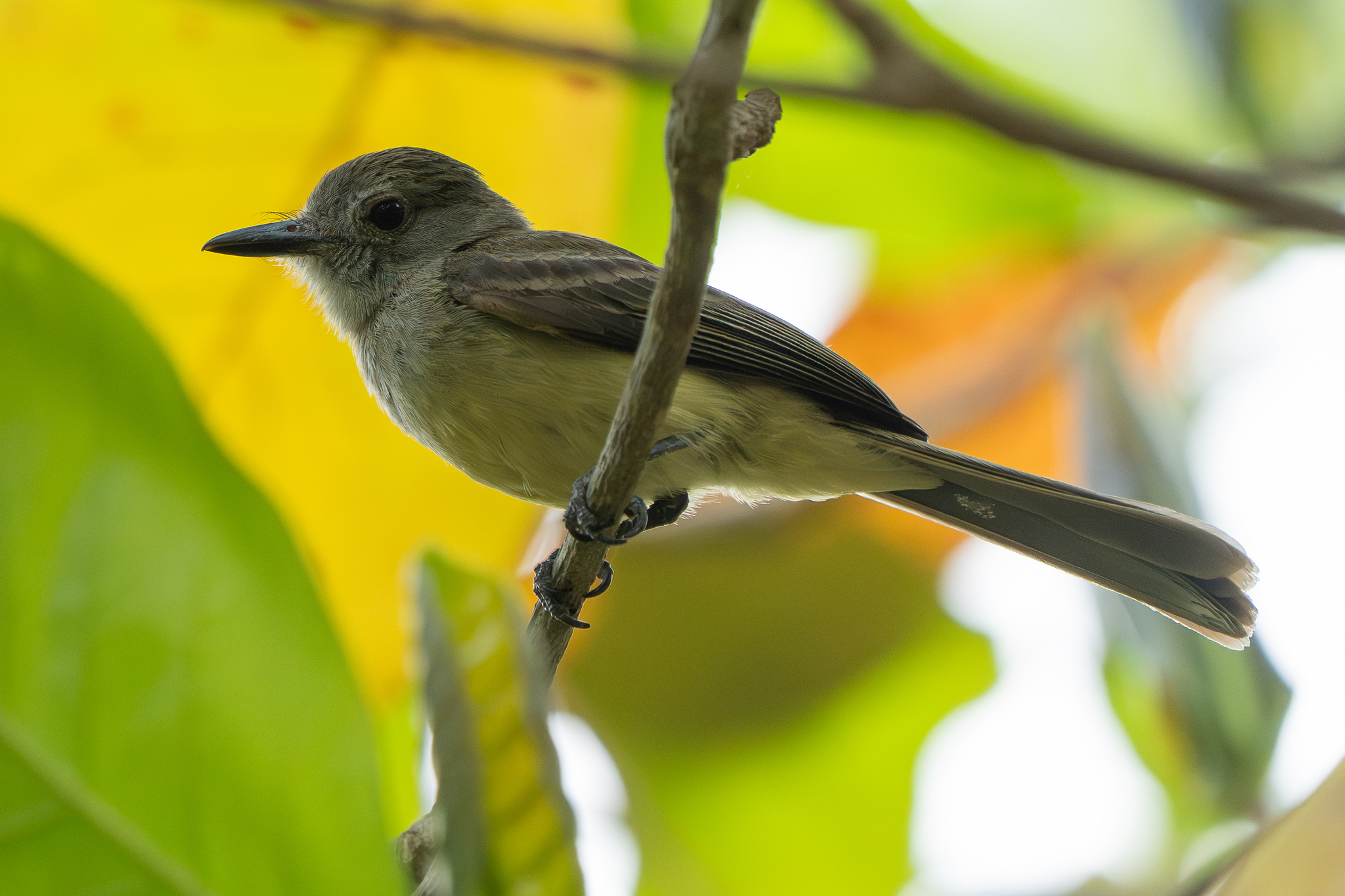 Panama Flycatcher (Myiarchus panamensis), photo 10