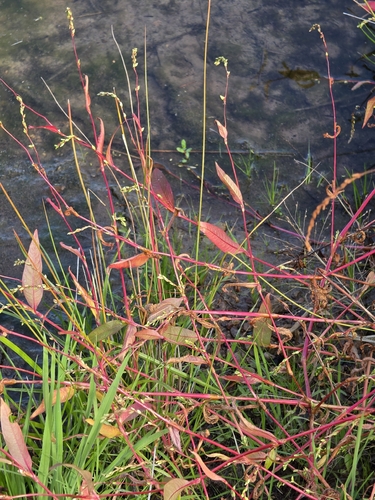 waterpepper