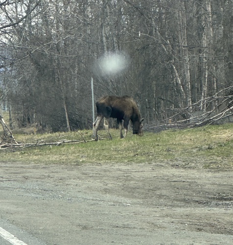 Moose observed by onekoolkid0