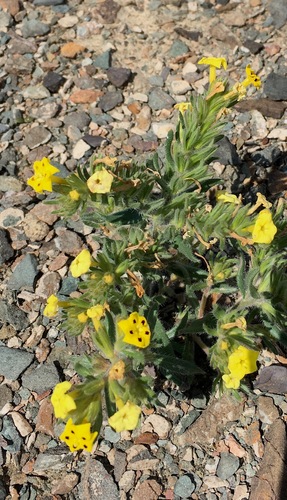 Arnebia coerulea, photograph 5