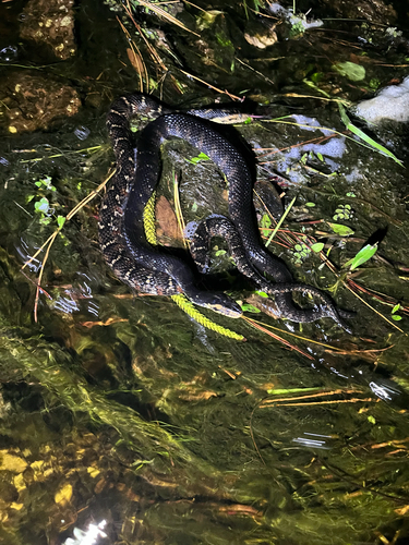 Banded Watersnake observed by nativefisherman