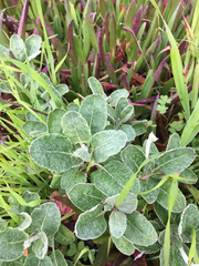Eriogonum latifolium