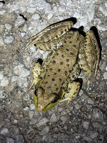 Green Frog observed by shadrach77