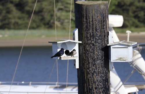 Purple Martin observed by coreydoras