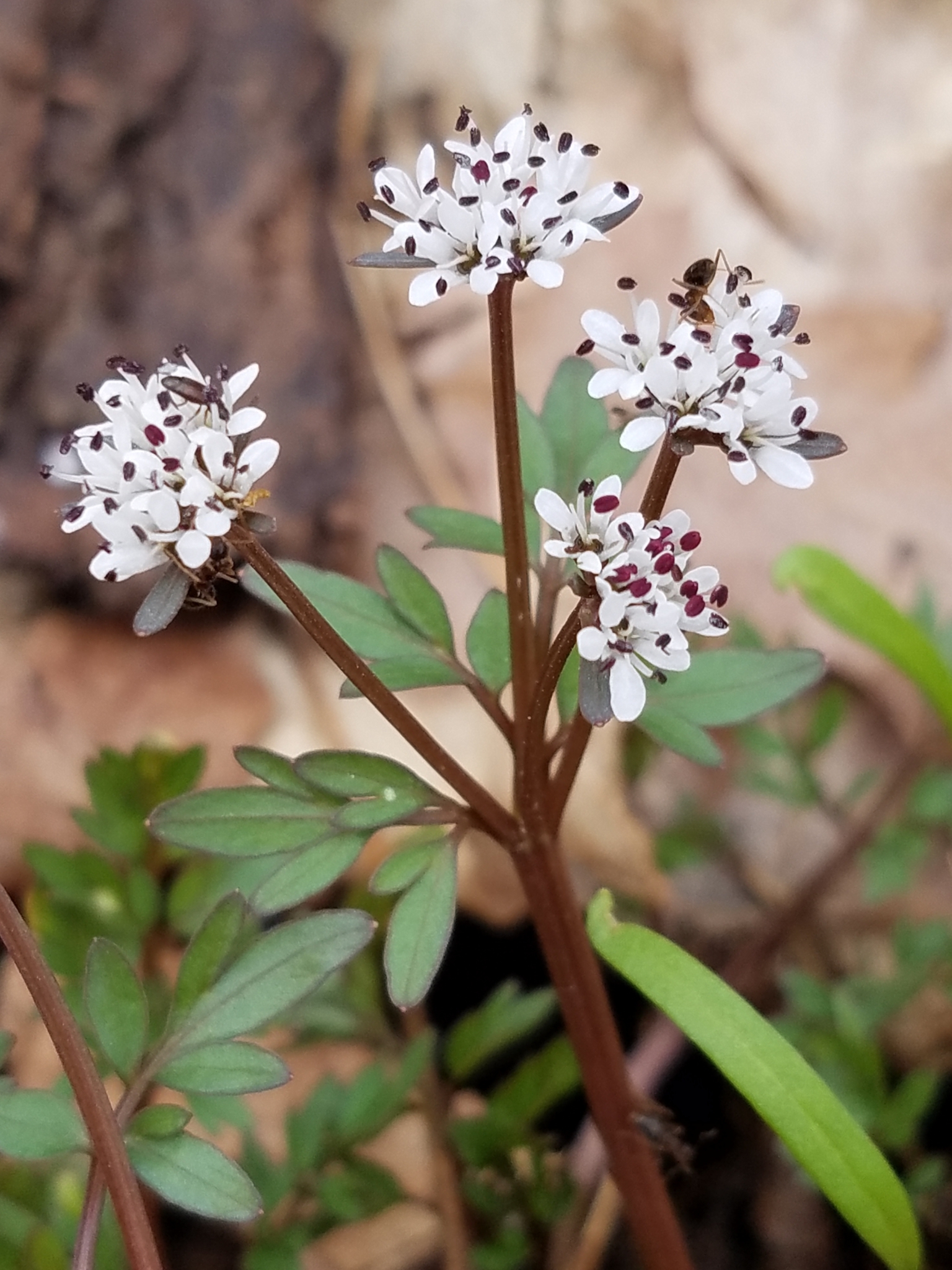 Erigenia bulbosa