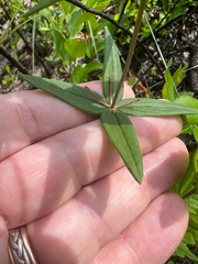 Lysimachia asperulifolia, photograph author not stated, no rights reserved