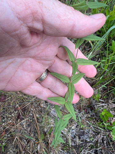 Lysimachia asperulifolia, photograph 5