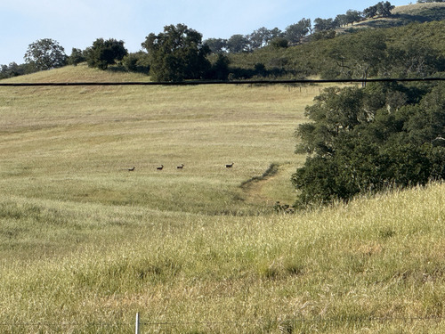 iNaturalist observation photo of Mule Deer
