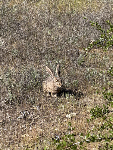 iNaturalist observation photo of Black-tailed Jackrabbit