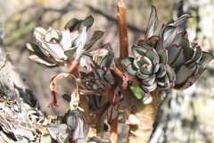 Echeveria nodulosa