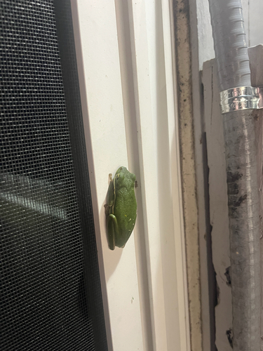 Green Treefrog observed by sylviab14